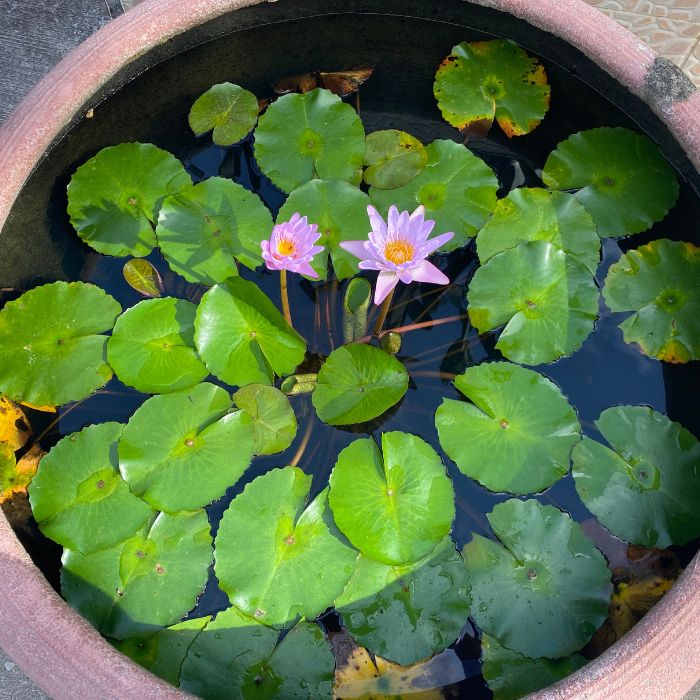 篠山古民家道場