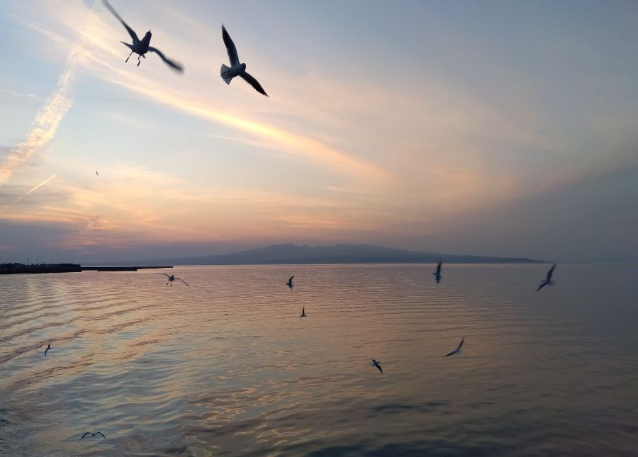 夕暮れの海カモメ