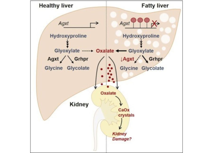 肝臓と腎臓の図解